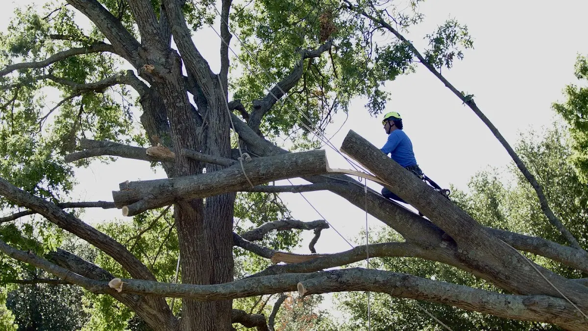 Professional Crown Thinning performed by certified arborists in Hunter