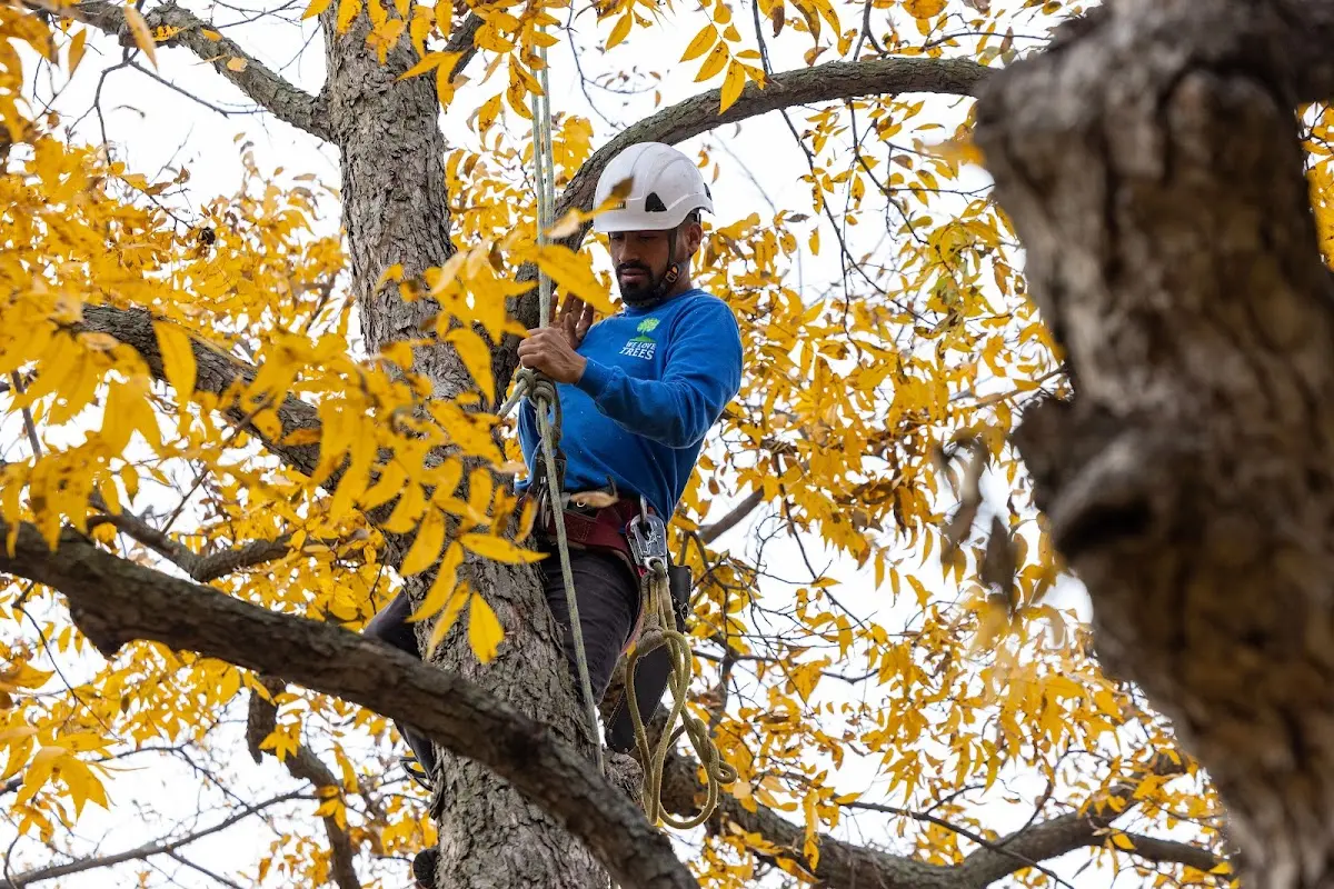 Skilled Storm Damage Cleanup crew working in Hunter